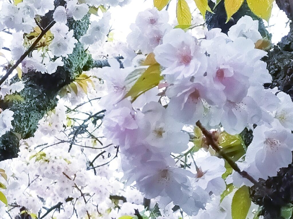 雨宝院